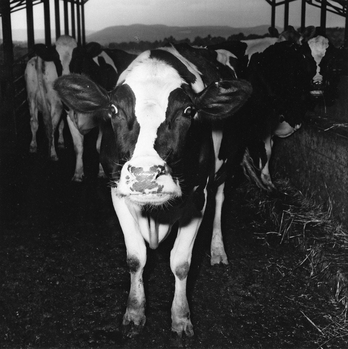 PETER HUJAR (1934-1987) Electric Cow.